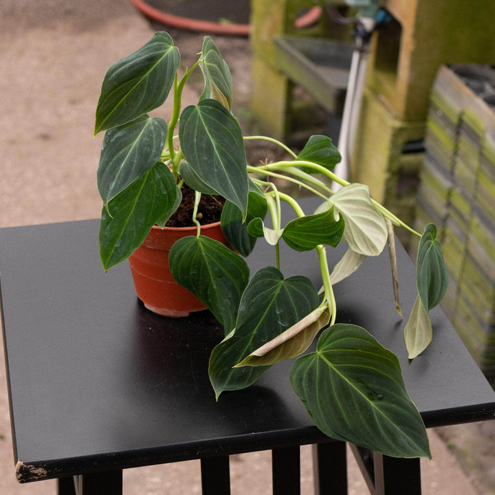 Gabriella Plants Philodendron Hybrid 4" Philodendron 'Glorious'