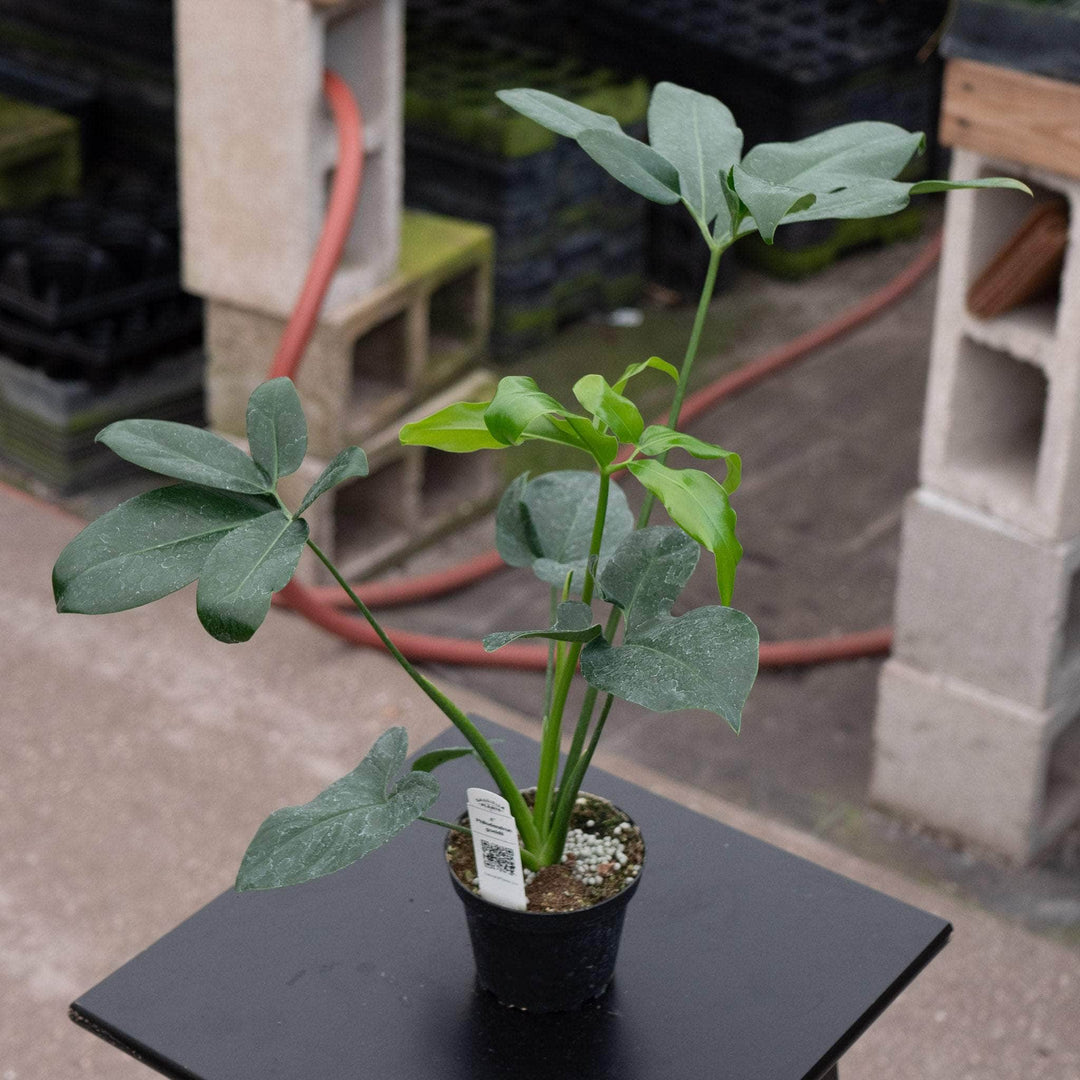 Gabriella Plants Philodendron 4" Philodendron goeldii