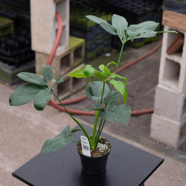 Gabriella Plants Philodendron 4" Philodendron goeldii