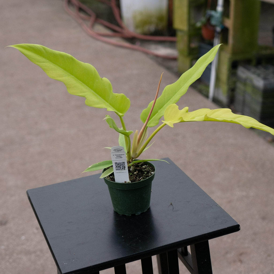 Gabriella Plants Philodendron 4" Philodendron 'Golden Crocodile'