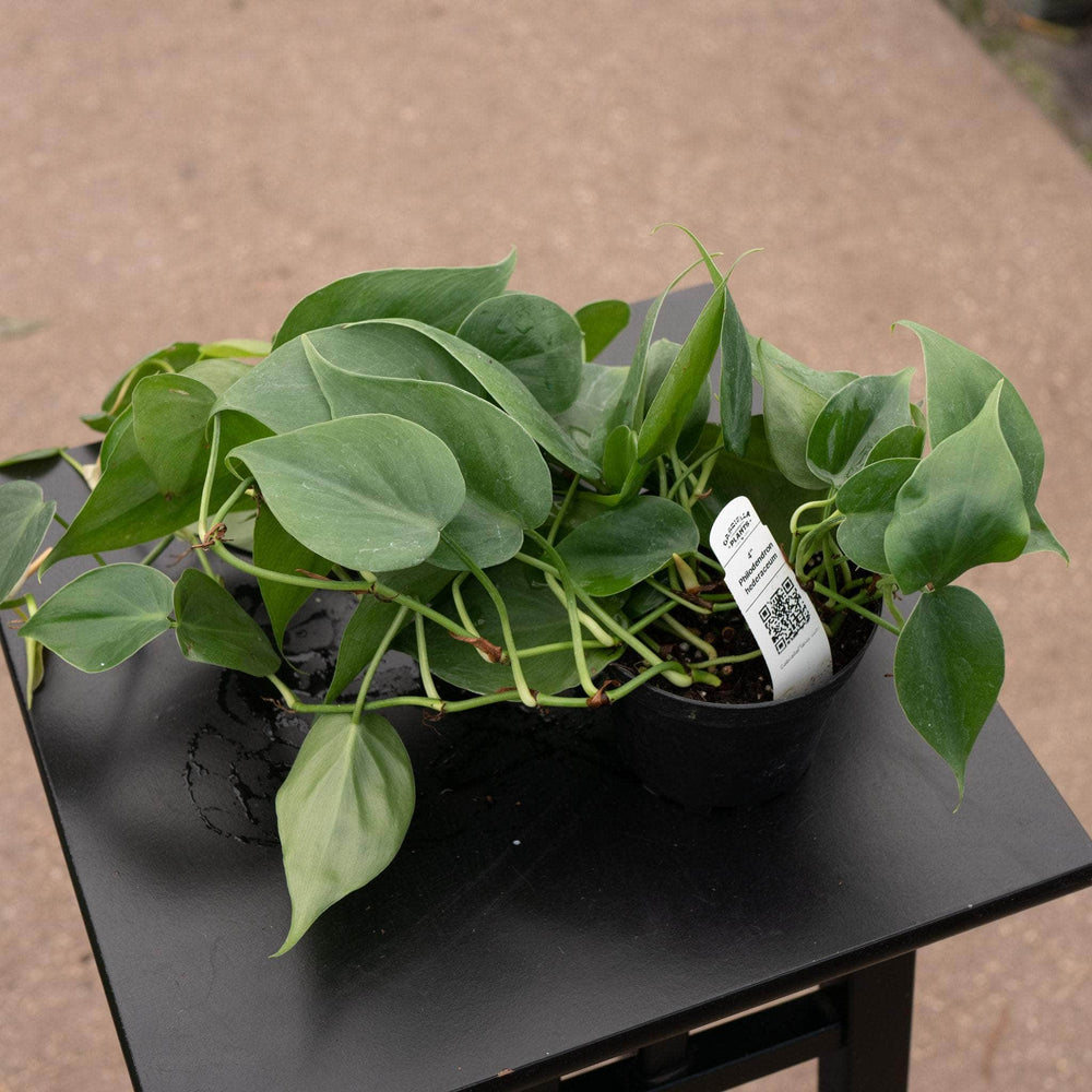 Gabriella Plants Philodendron Philodendron hederaceum