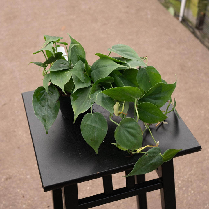 Gabriella Plants Philodendron Philodendron hederaceum