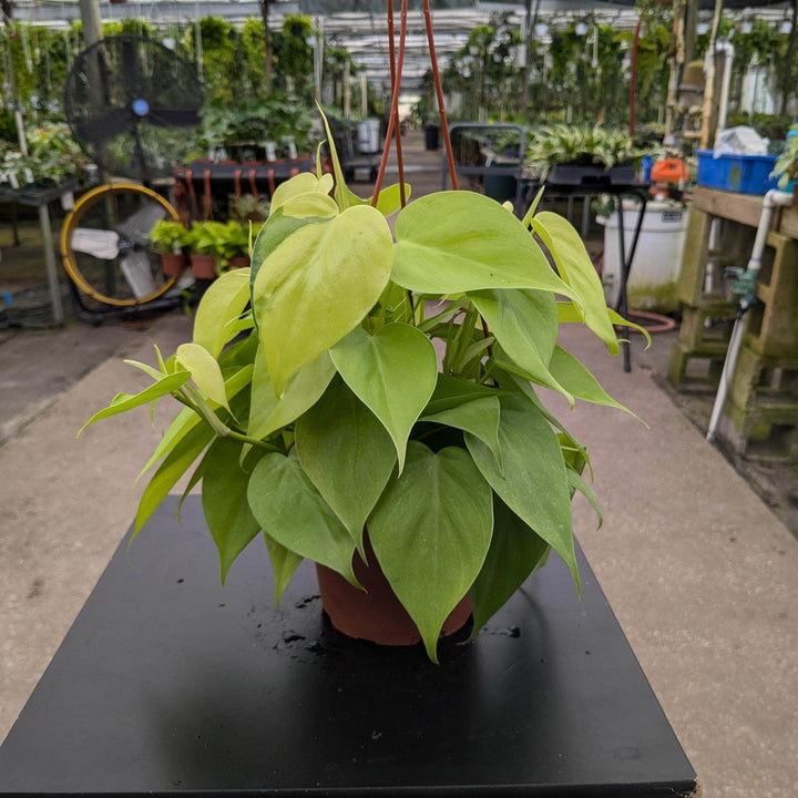 Gabriella Plants Philodendron 5" Hanging Basket Philodendron hederaceum 'Lemon Lime'