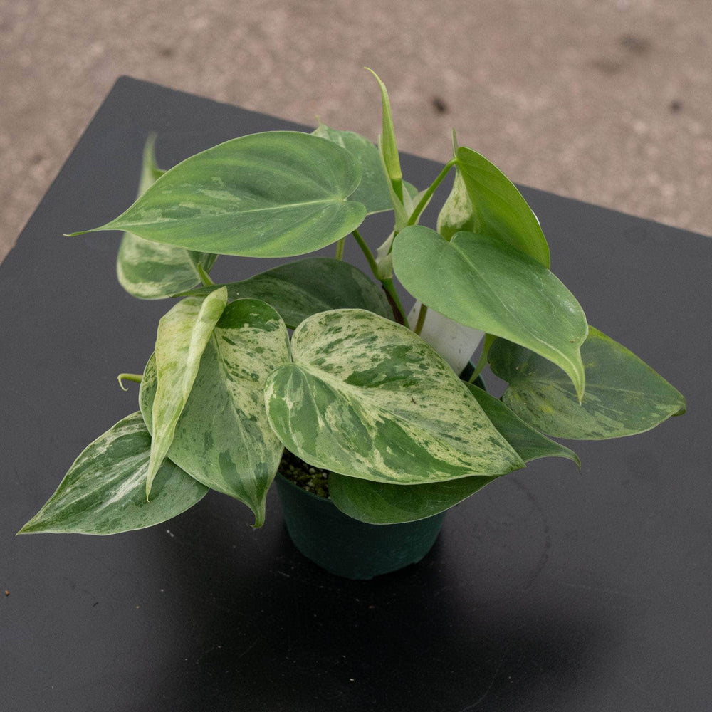 Gabriella Plants Philodendron 3" Philodendron hederaceum variegata
