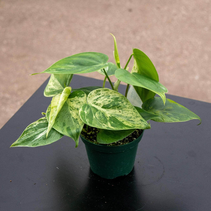 Gabriella Plants Philodendron 3" Philodendron hederaceum variegata