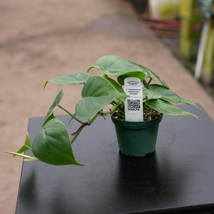 Gabriella Plants Philodendron 3" Philodendron hederaceum variegated