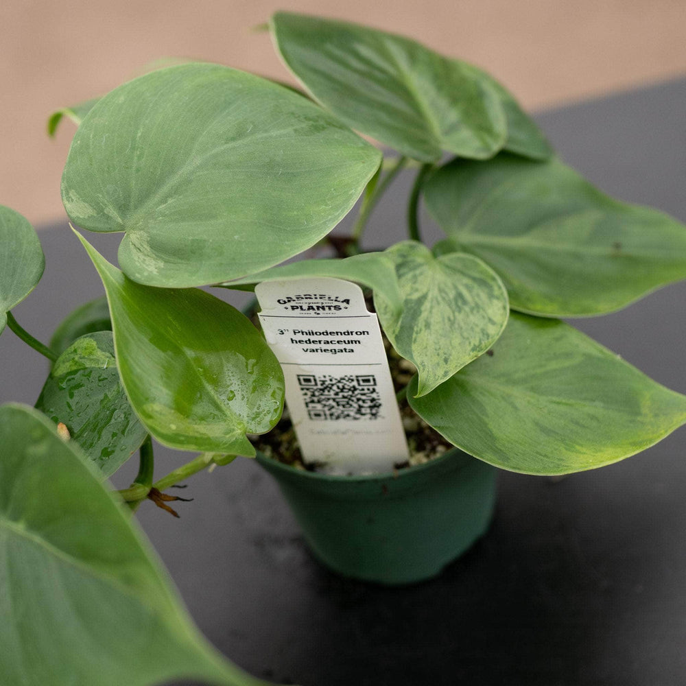 Gabriella Plants Philodendron 3" Philodendron hederaceum variegated