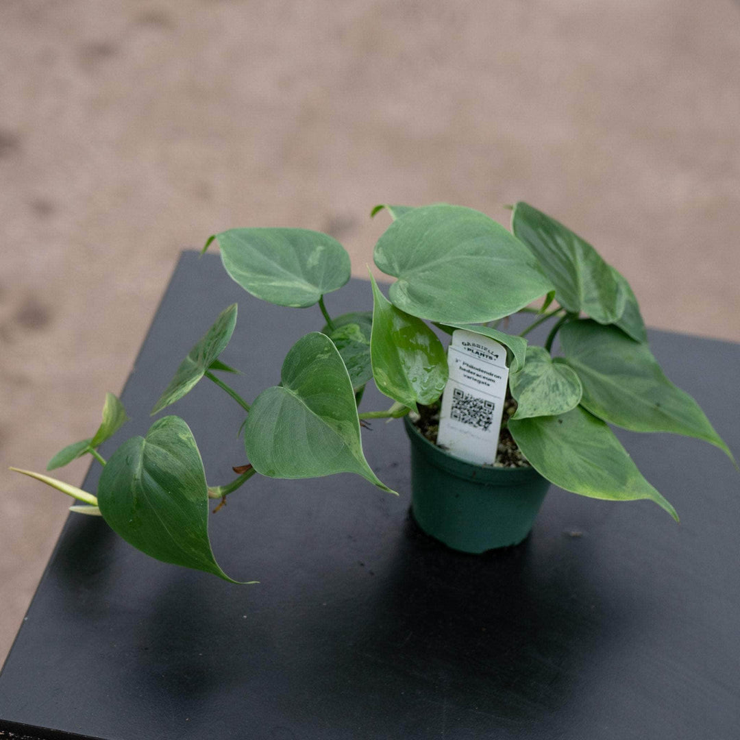 Gabriella Plants Philodendron 3" Philodendron hederaceum variegated