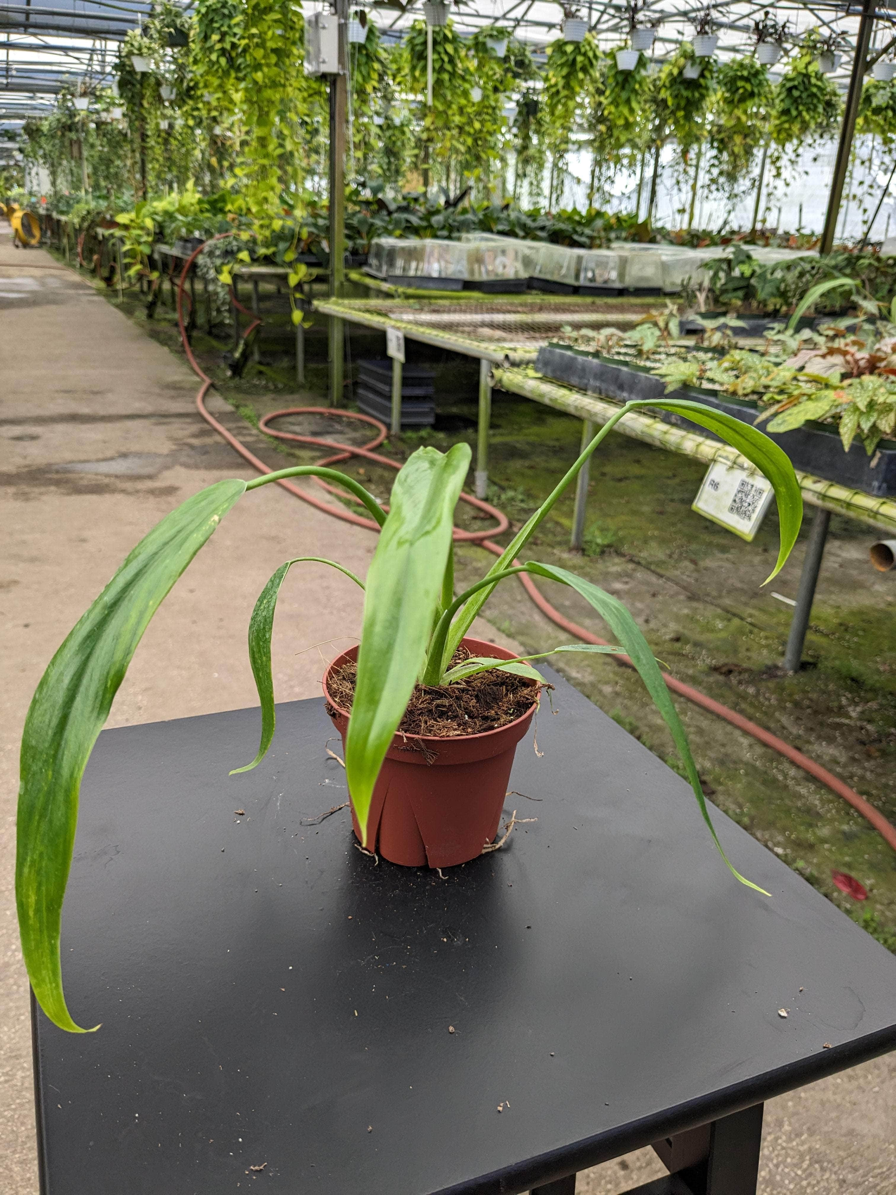 Philodendron holtonianum