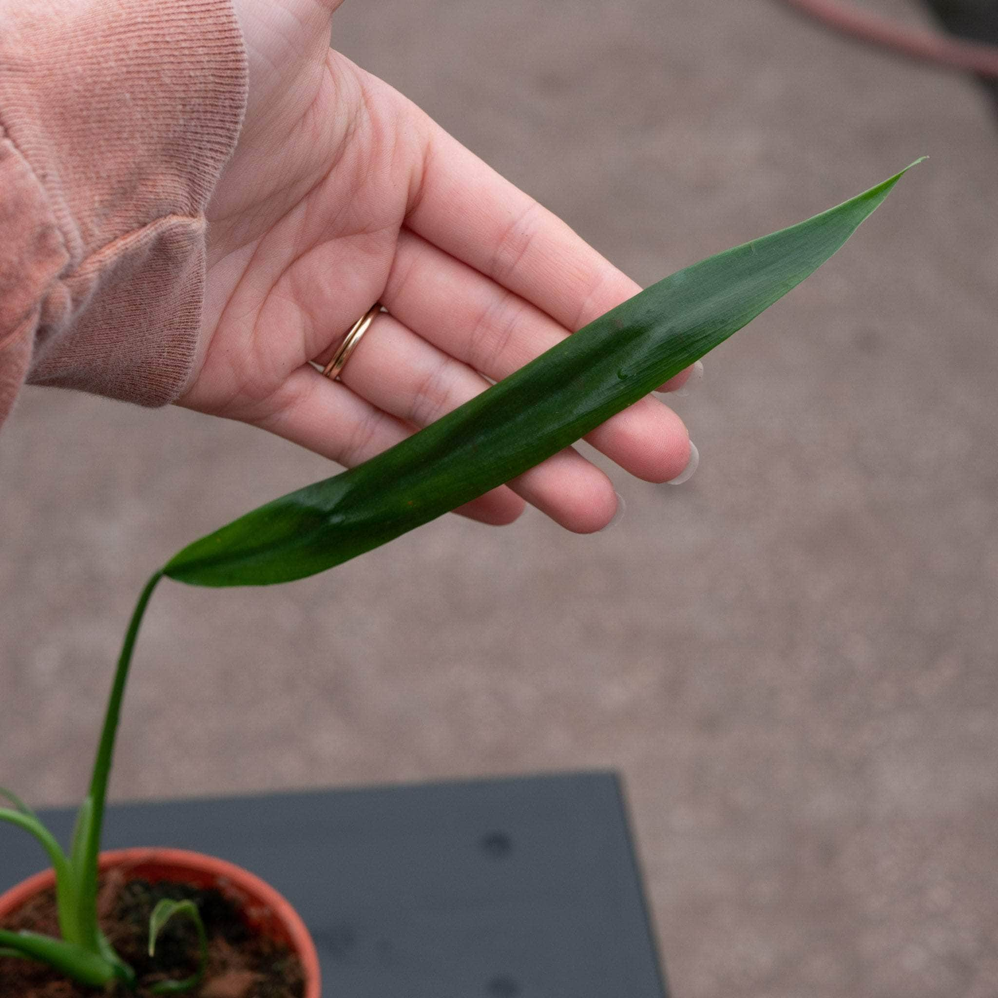 Philodendron holtonianum