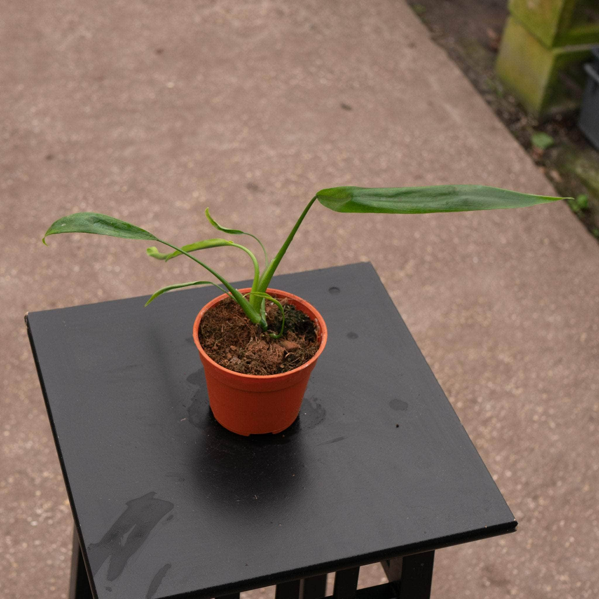 Philodendron holtonianum