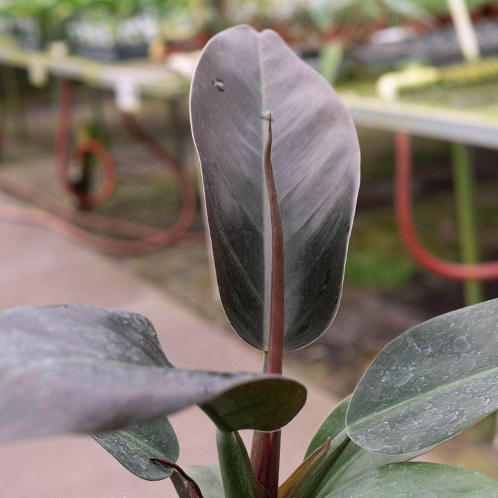 Gabriella Plants Philodendron Philodendron 'Imperial Red'