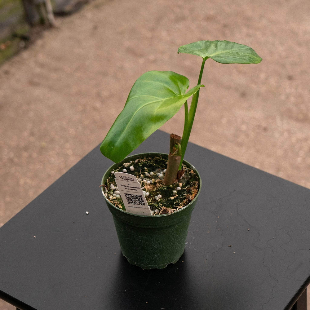 Gabriella Plants Philodendron 4" Philodendron lacerum