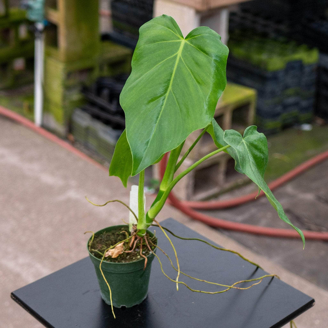 Gabriella Plants Philodendron 4" Philodendron lacerum