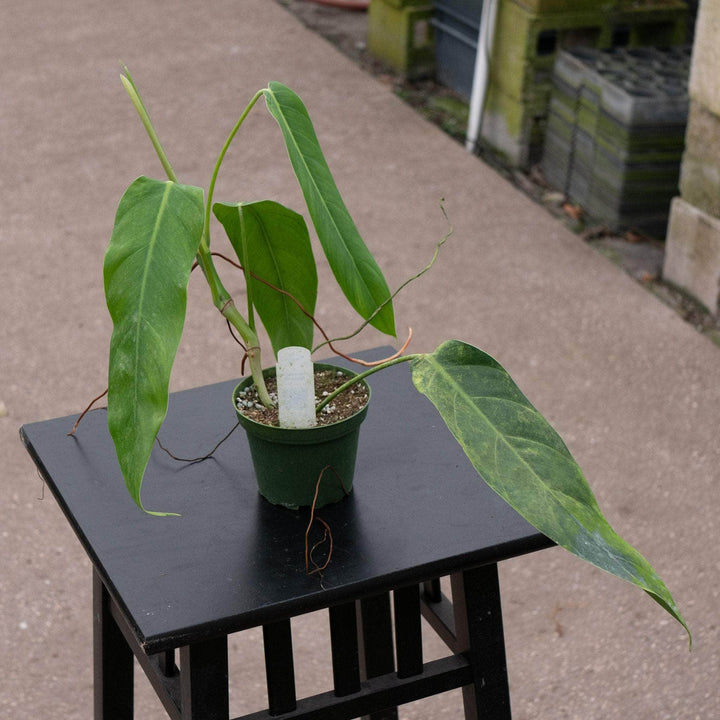 Gabriella Plants Philodendron 4" Philodendron lehmannii