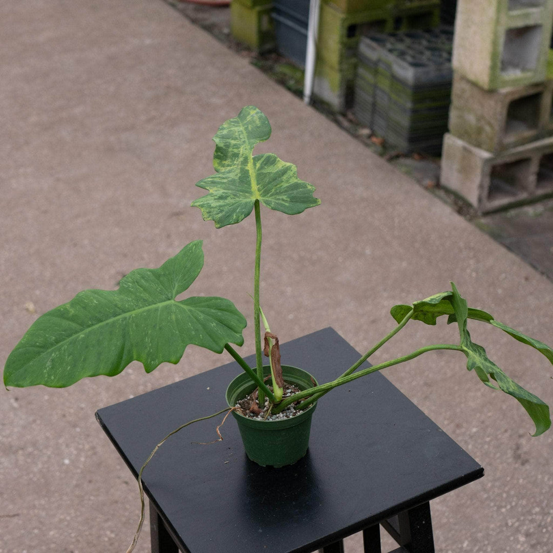 Gabriella Plants Philodendron 4" Philodendron 'Lime Fiddle'