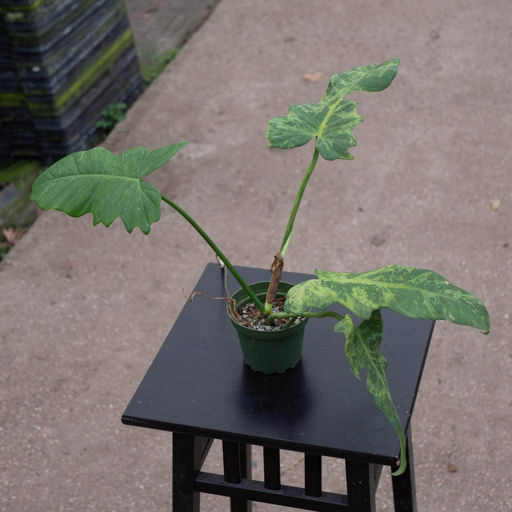 Gabriella Plants Philodendron 4" Philodendron 'Lime Fiddle'