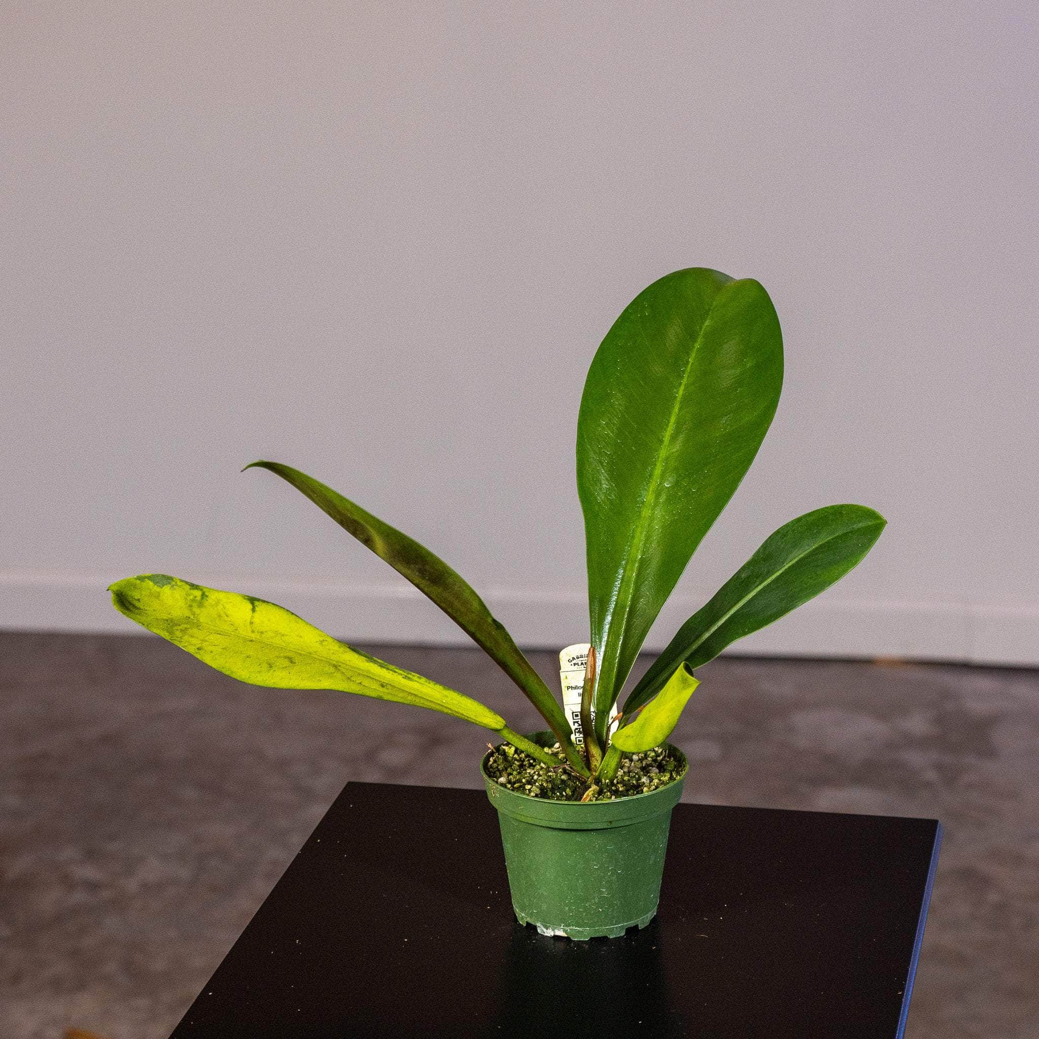 Pothos Epipremnum aureum 'Variegated Neon' - Gabriella Plants