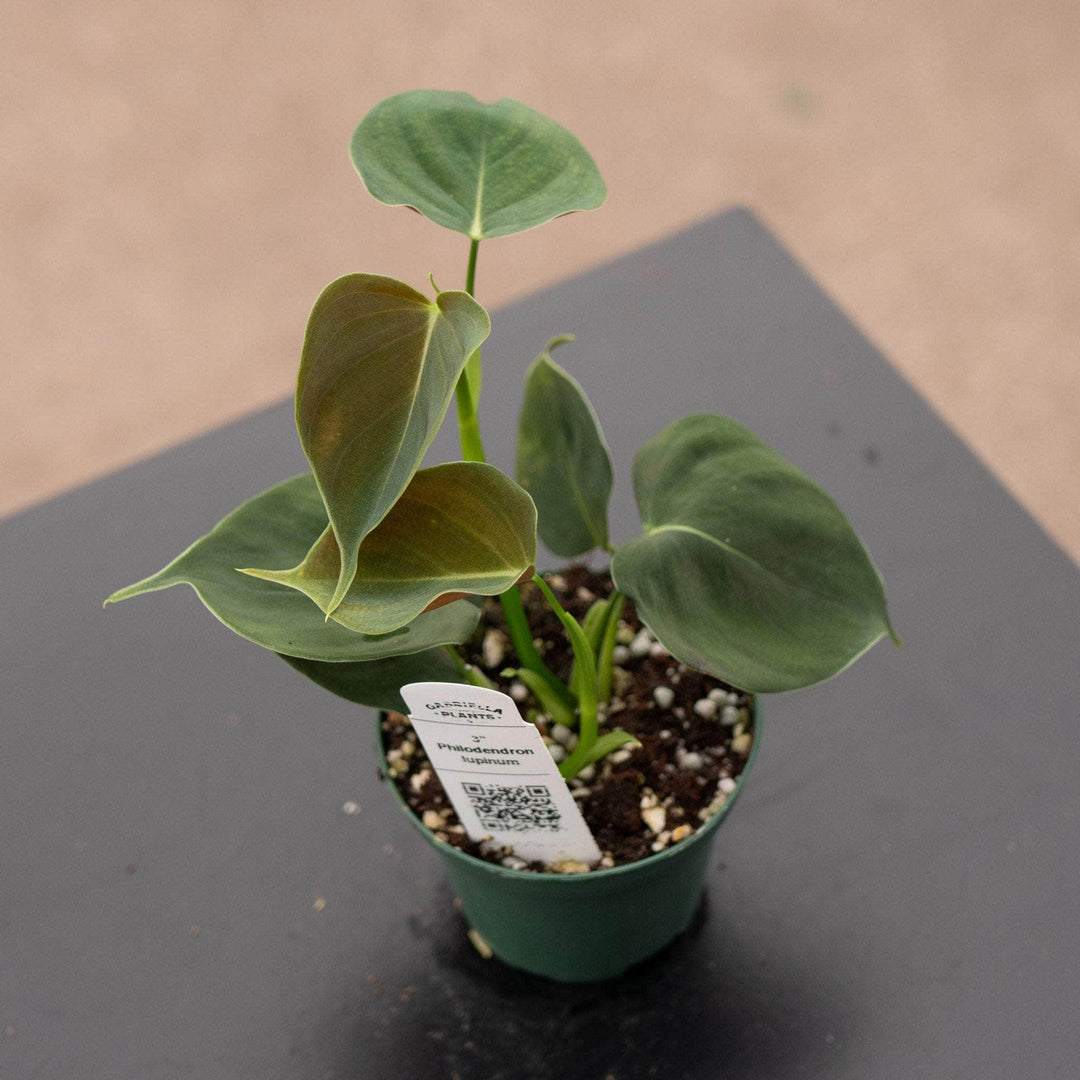 Gabriella Plants Philodendron 3" Philodendron lupinum