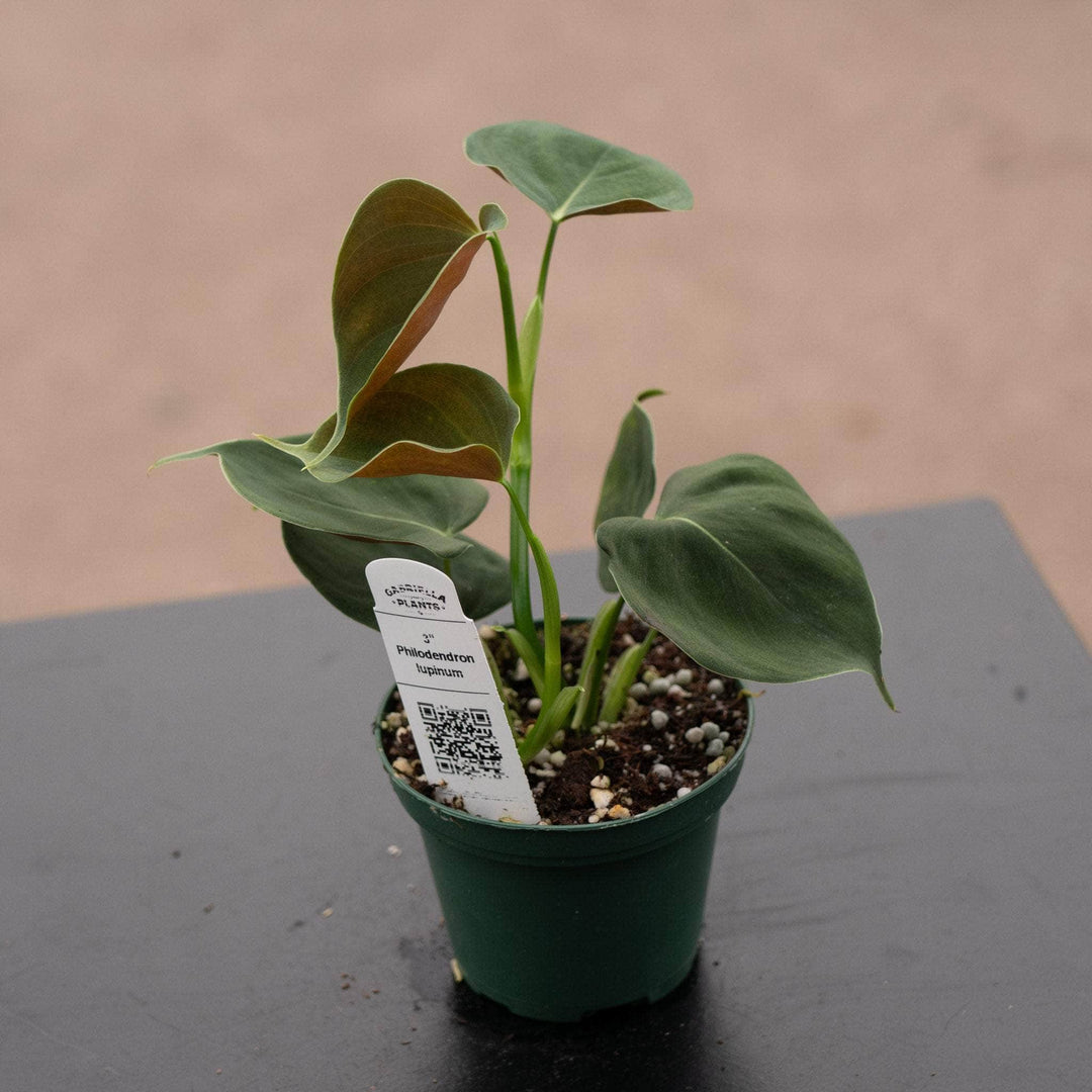 Gabriella Plants Philodendron 3" Philodendron lupinum