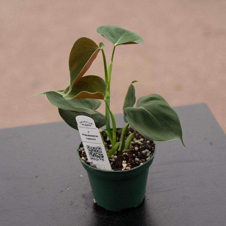 Gabriella Plants Philodendron 3" Philodendron lupinum