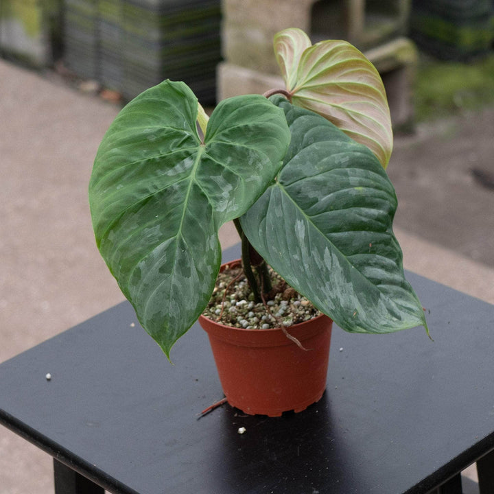 Gabriella Plants Philodendron Hybrid 4" Philodendron ‘Majestic’