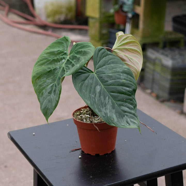 Gabriella Plants Philodendron Hybrid 4" Philodendron ‘Majestic’