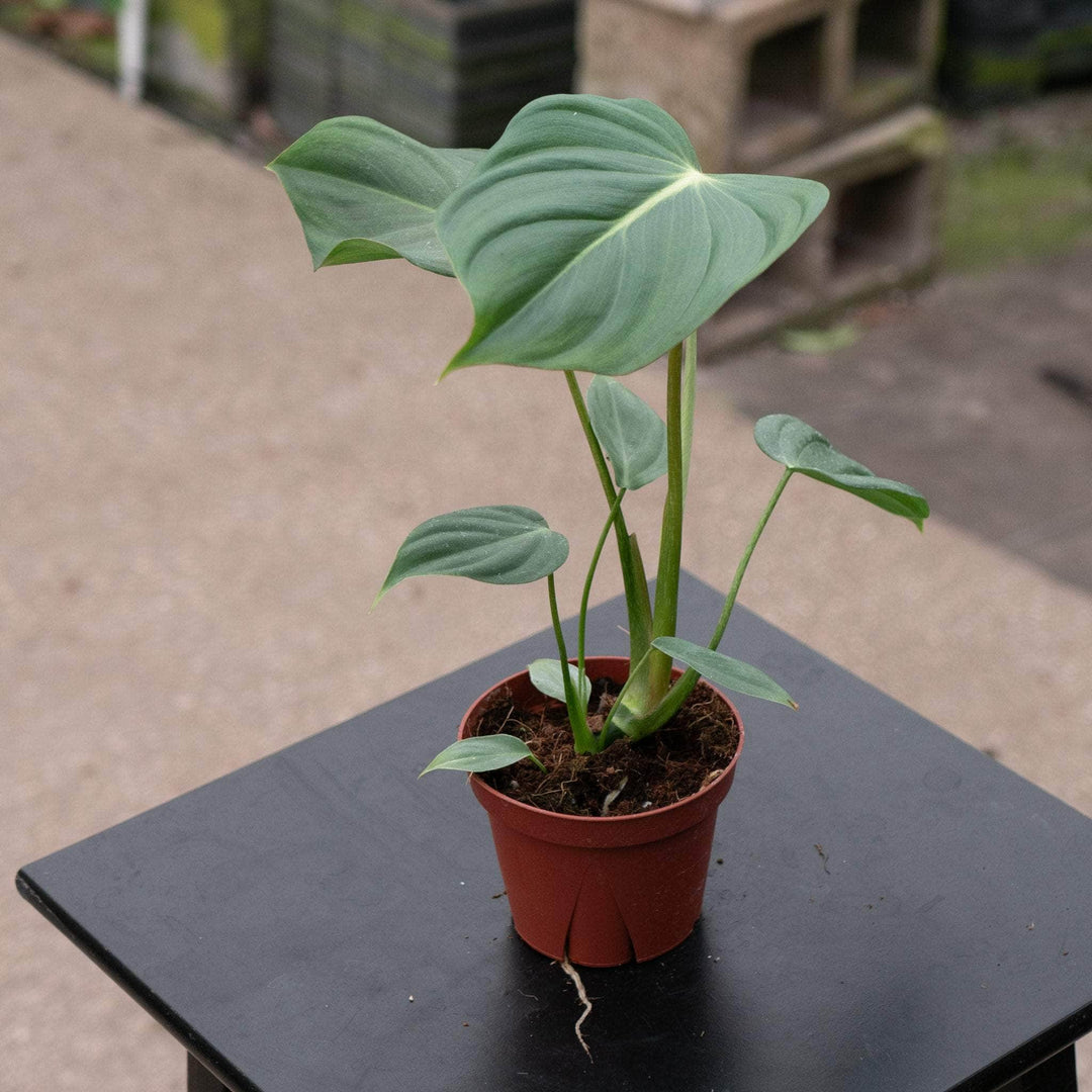 Gabriella Plants Philodendron Hybrid 4" Philodendron McDowell