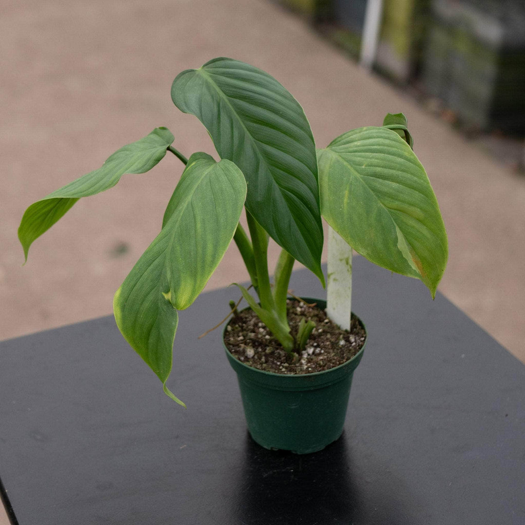 Gabriella Plants Philodendron 4" Philodendron melanoneuron cf.