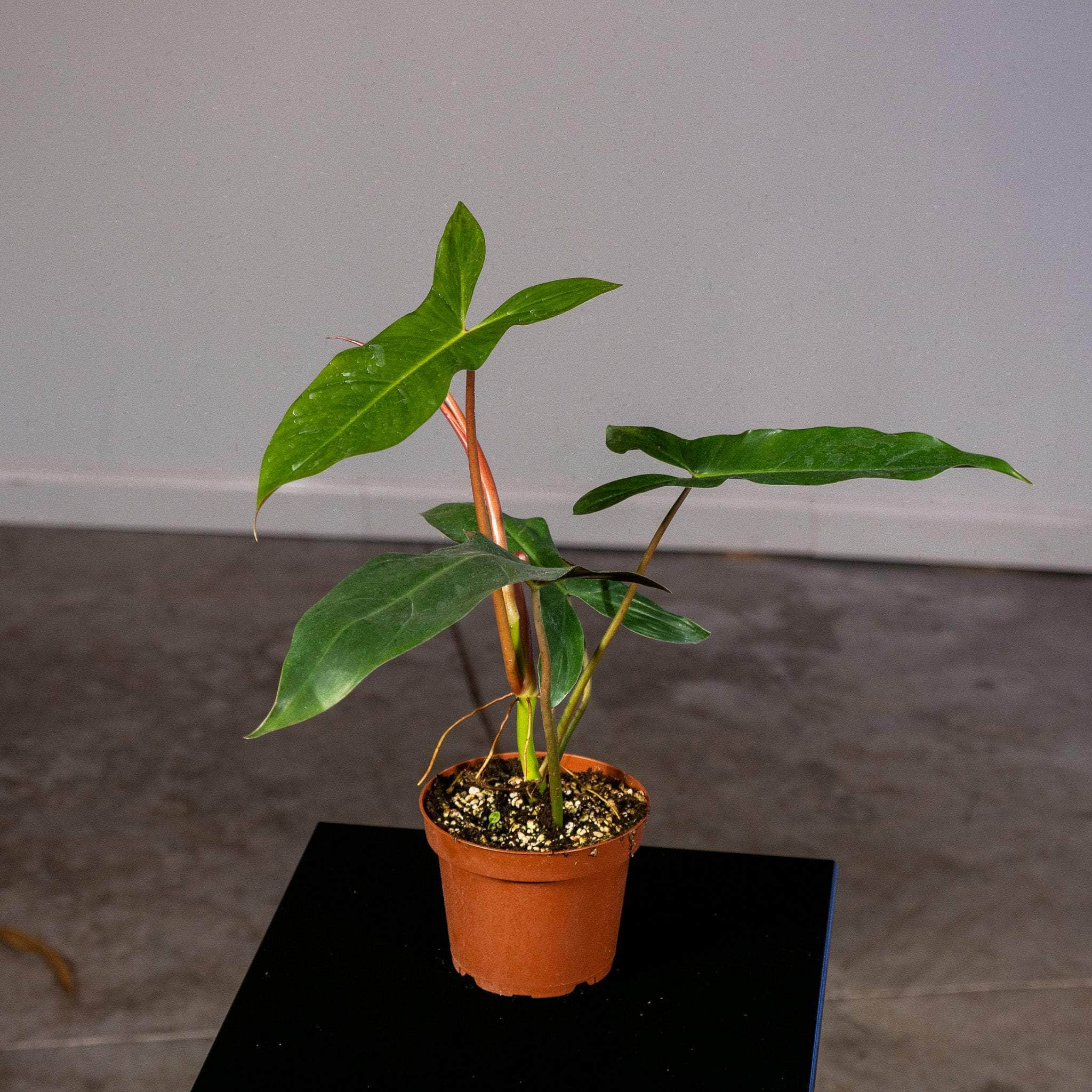 Philodendron sale mexicanum - T01PMEX01