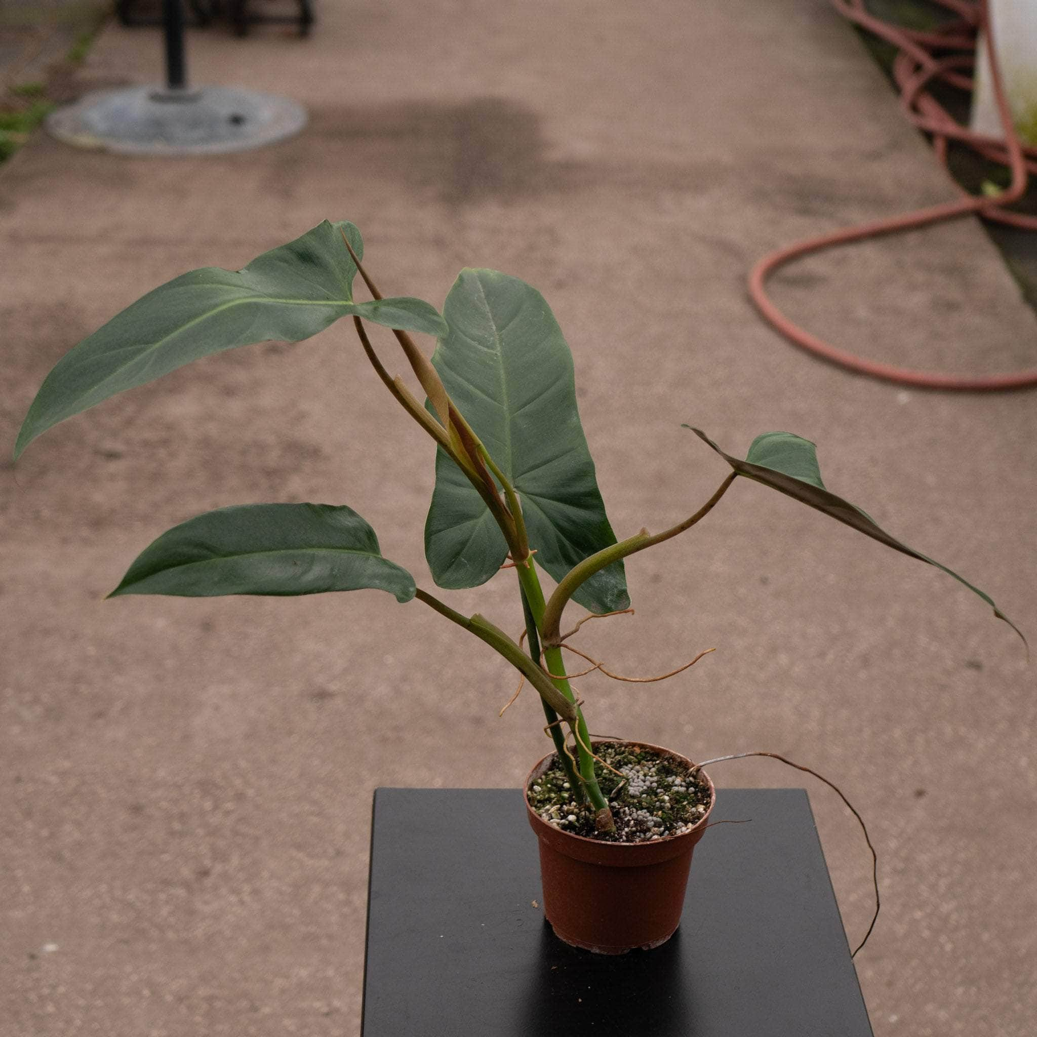 US top (FL) L - Philodendron Mexicanum (Actual Plant)