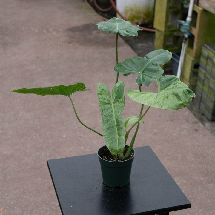 Gabriella Plants Philodendron 4" Philodendron 'Paraiso Verde'