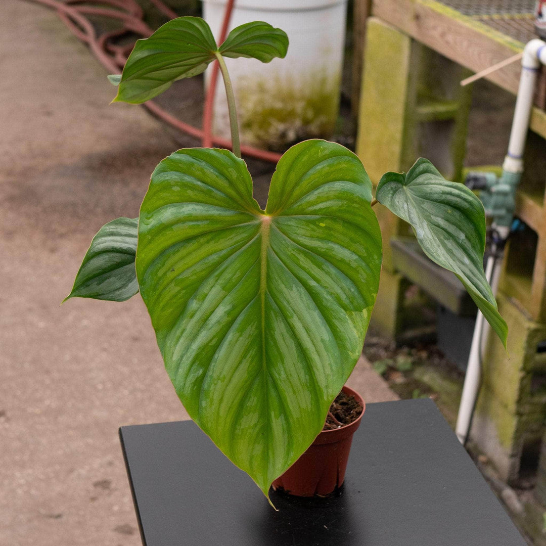 Gabriella Plants Philodendron 4" Philodendron pastazanum ‘Silver’