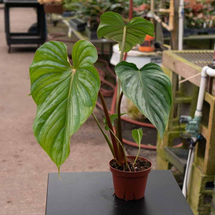 Gabriella Plants Philodendron 4" Philodendron pastazanum ‘Silver’