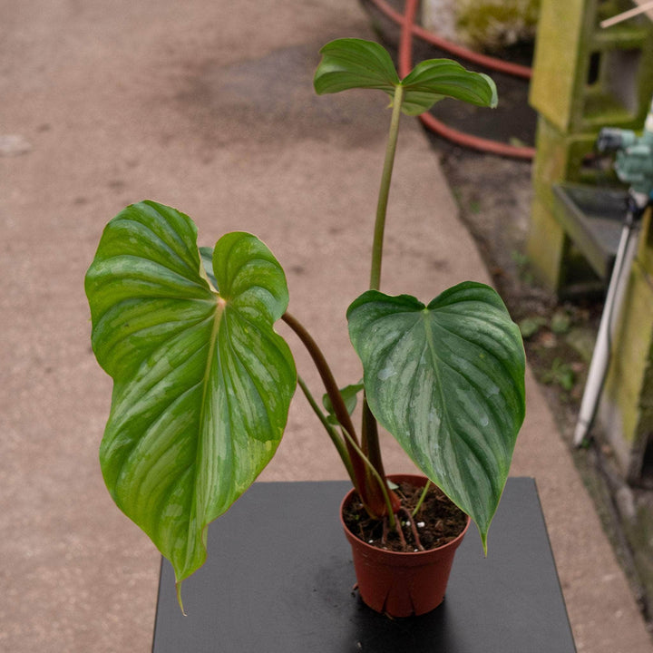 Gabriella Plants Philodendron 4" Philodendron pastazanum ‘Silver’