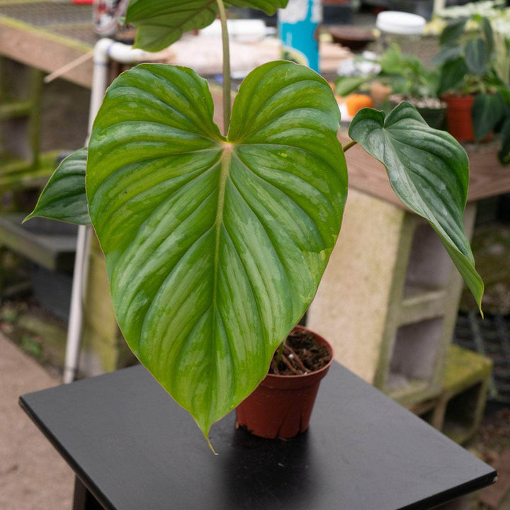 Gabriella Plants Philodendron 4" Philodendron pastazanum ‘Silver’