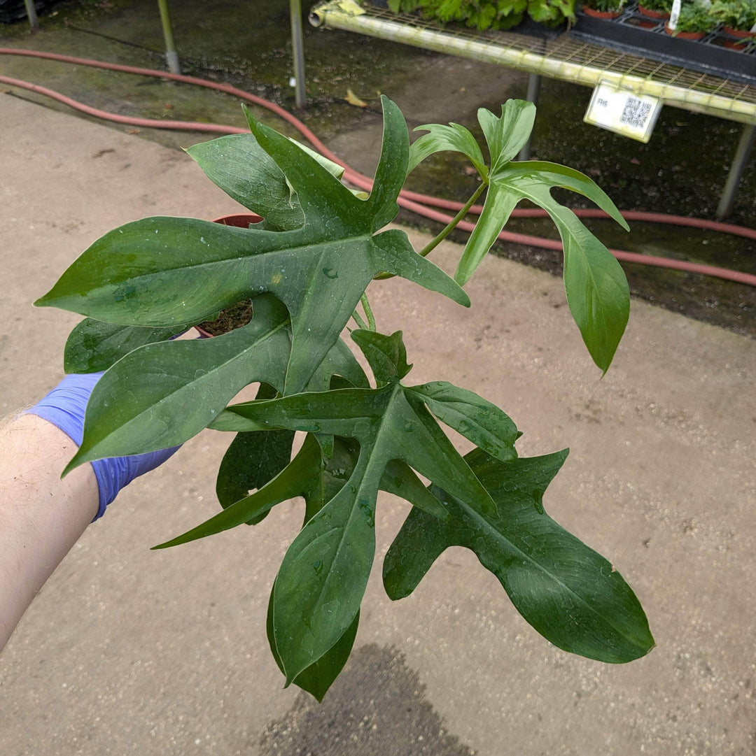 Gabriella Plants Philodendron 4" Philodendron pedatum 'Glad Hands'