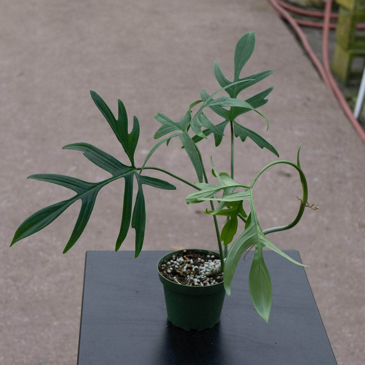 Gabriella Plants Philodendron 4" Mature Philodendron pedatum 'Glad Hands'