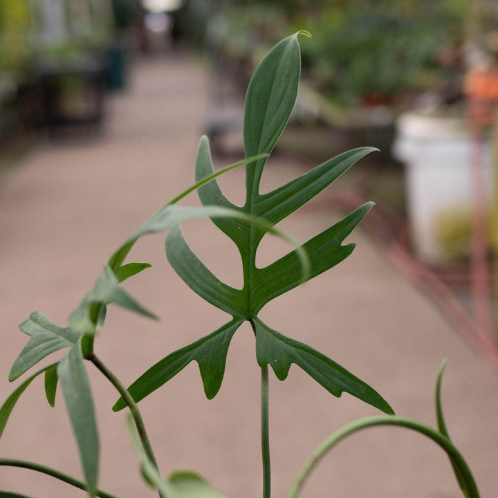 Gabriella Plants Philodendron Philodendron pedatum 'Glad Hands'