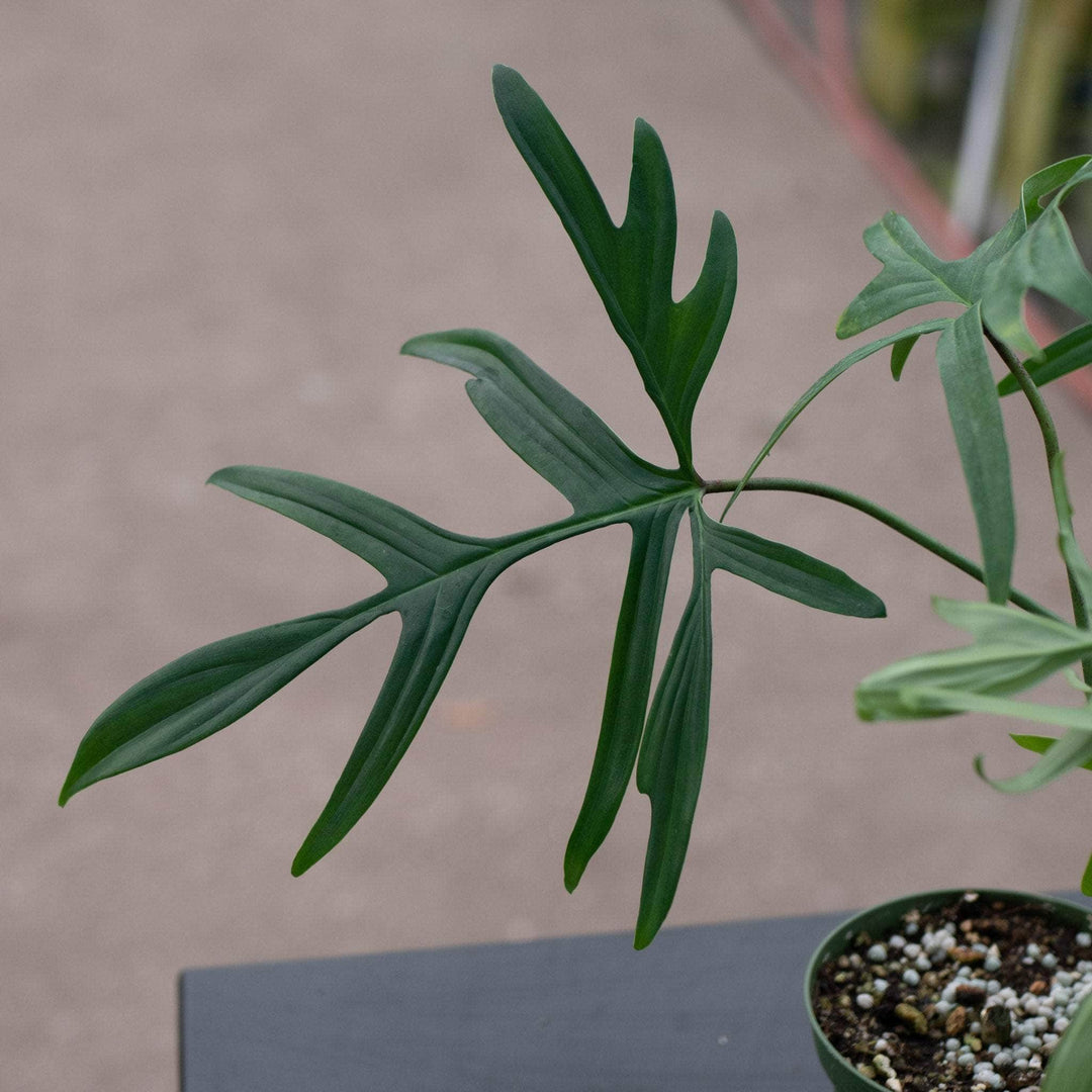 Gabriella Plants Philodendron Philodendron pedatum 'Glad Hands'