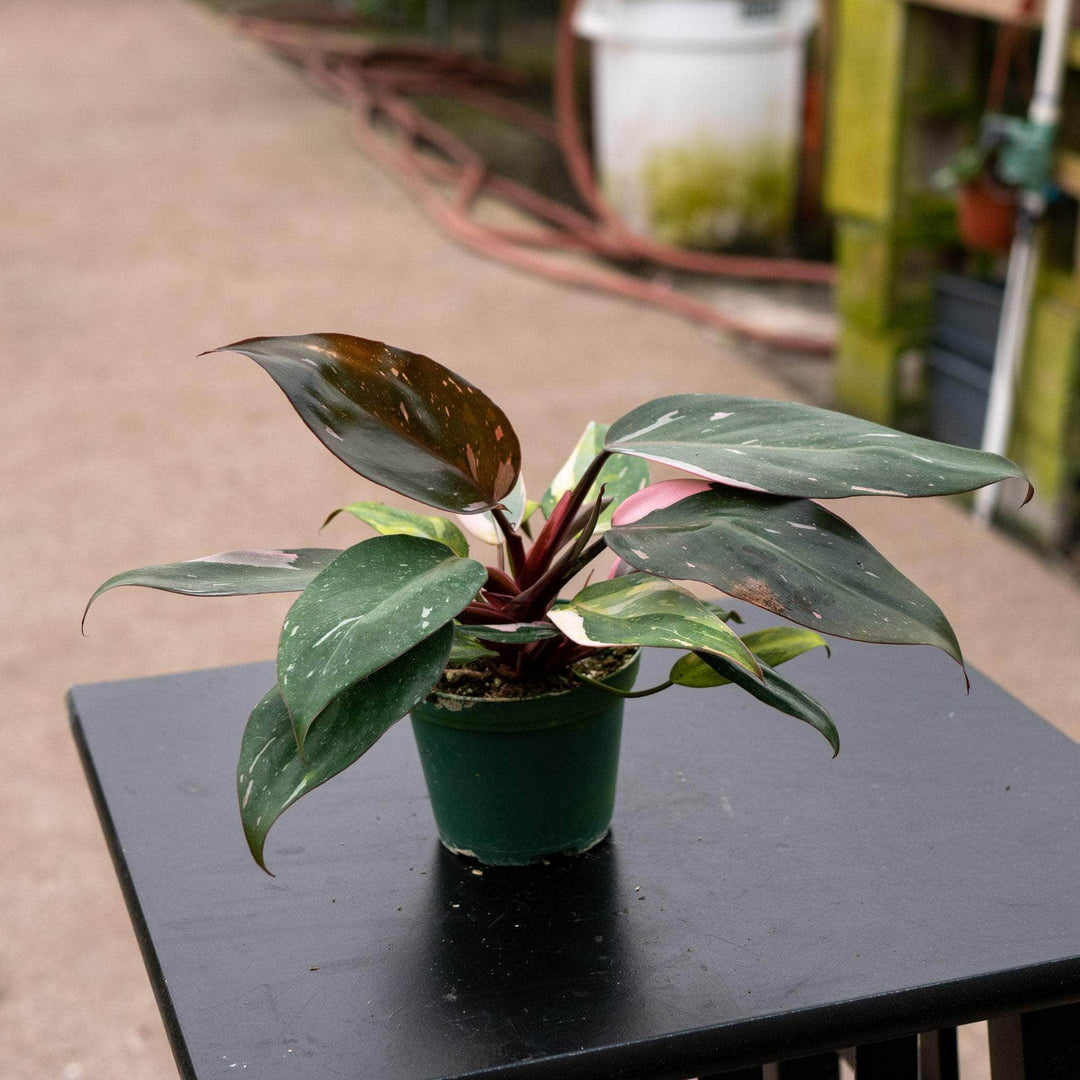 Gabriella Plants Philodendron Philodendron 'Pink Princess' - 3"