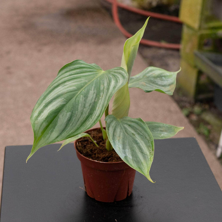 Gabriella Plants Philodendron 4" Philodendron plowmanii