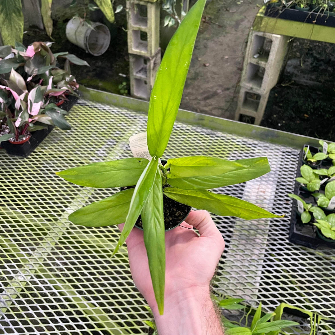 Gabriella Plants Philodendron 3" Philodendron pteromischum 'Narrow'