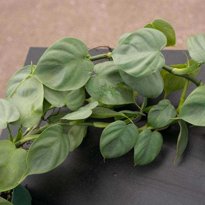 Gabriella Plants Philodendron 3" Philodendron pteropus aff. 'Silver'