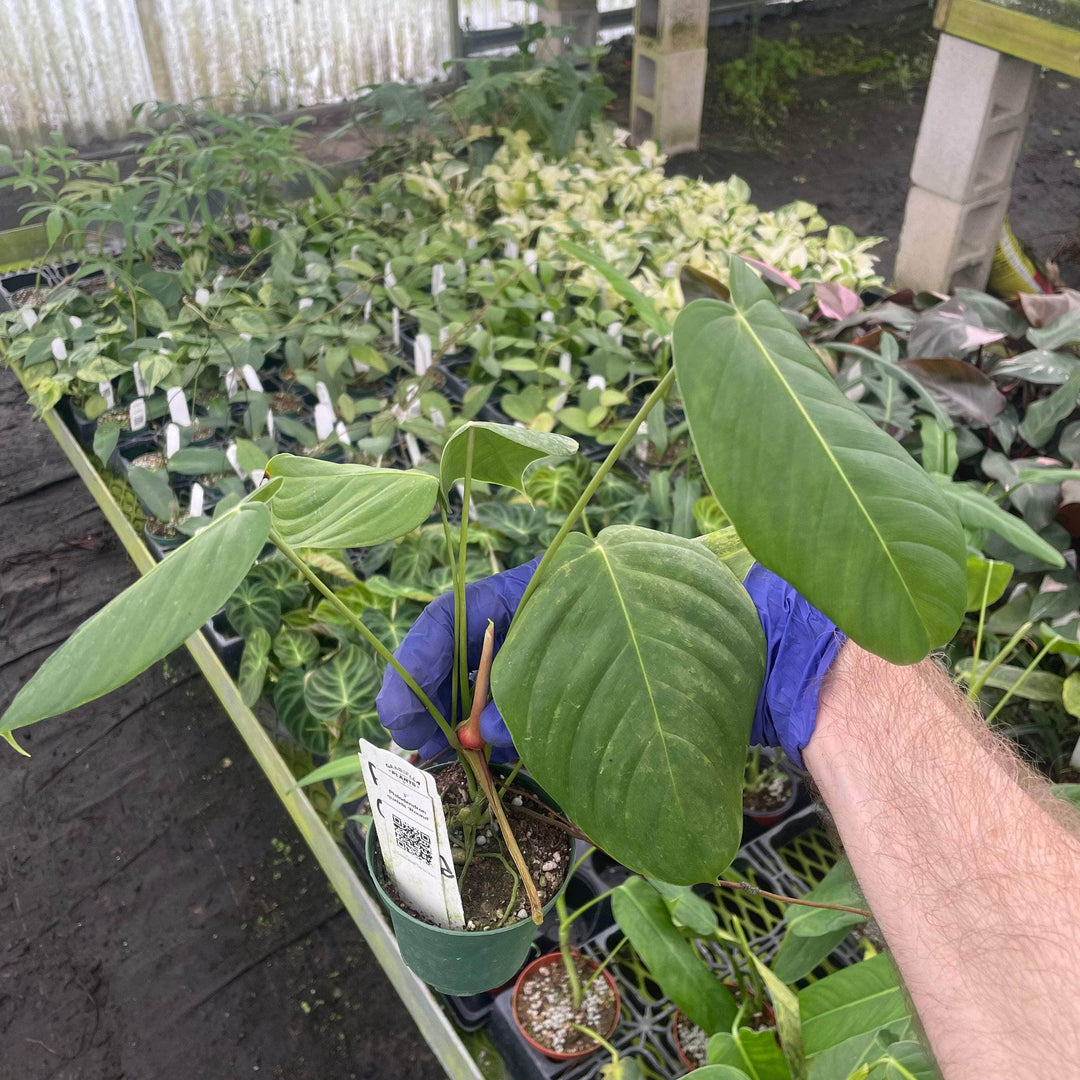 Gabriella Plants 3" Philodendron quelelii ‘Round’