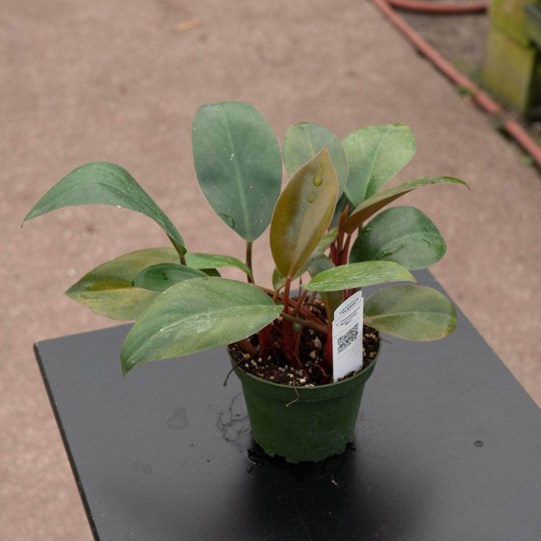 Gabriella Plants Philodendron Philodendron 'Red Congo Mini'