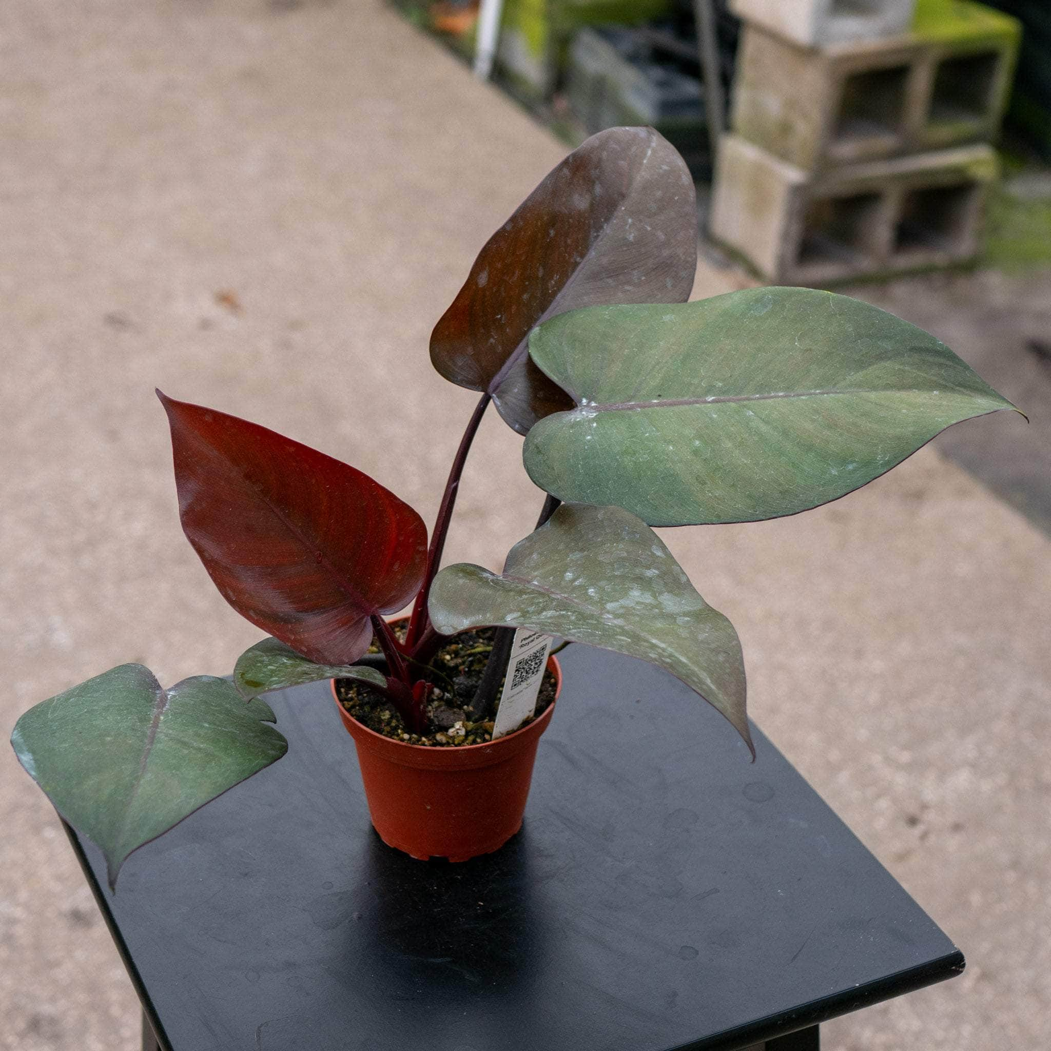 Philodendron Royal 2024 Queen