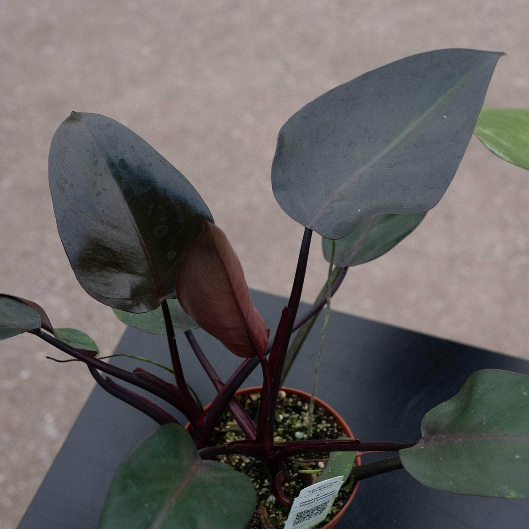 Gabriella Plants Philodendron Hybrid Philodendron ‘Royal Queen’