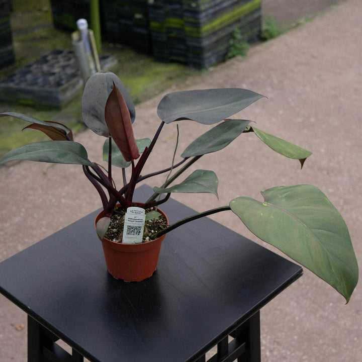 Gabriella Plants Philodendron Hybrid Philodendron ‘Royal Queen’