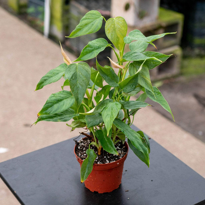 Gabriella Plants Philodendron 4" Philodendron sp. 'Red Mini Machinatza'